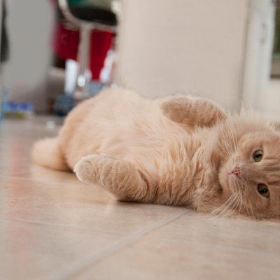 猫がする『甘えている』とは限らない行動4選, 1.後ろをついてくる, 2.ゴロゴロ音を鳴らす, 3.ふみふみする, 4.お腹を見せてくねくねする, その行動は、本当に甘えから？見極めるポイント