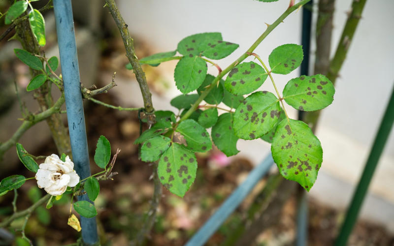1. Why are the leaves on my rose speckled and/or black?, 2. Is there a simple winter pruning plan for an over-vigorous apple?, 3. Is this a macrophylla or paniculata hydrangea – and which pruning applies?, 4. The leaves on my cherry tree are blotched – is it leaf spot?, 5. The leaves on my acer have edge scorch – is this due to the sun, wind or watering?, 6. My potted camellia has yellowing leaves – should I re-pot or feed it?, 7. Should I prune my wisteria in summer or winter ?, 8. When should I cut back my clematis?, 9. What’s eating my viburnum leaves – beetles, aphids, or something else?, 10. Why are the leaves of my rhododendron curling and pale?