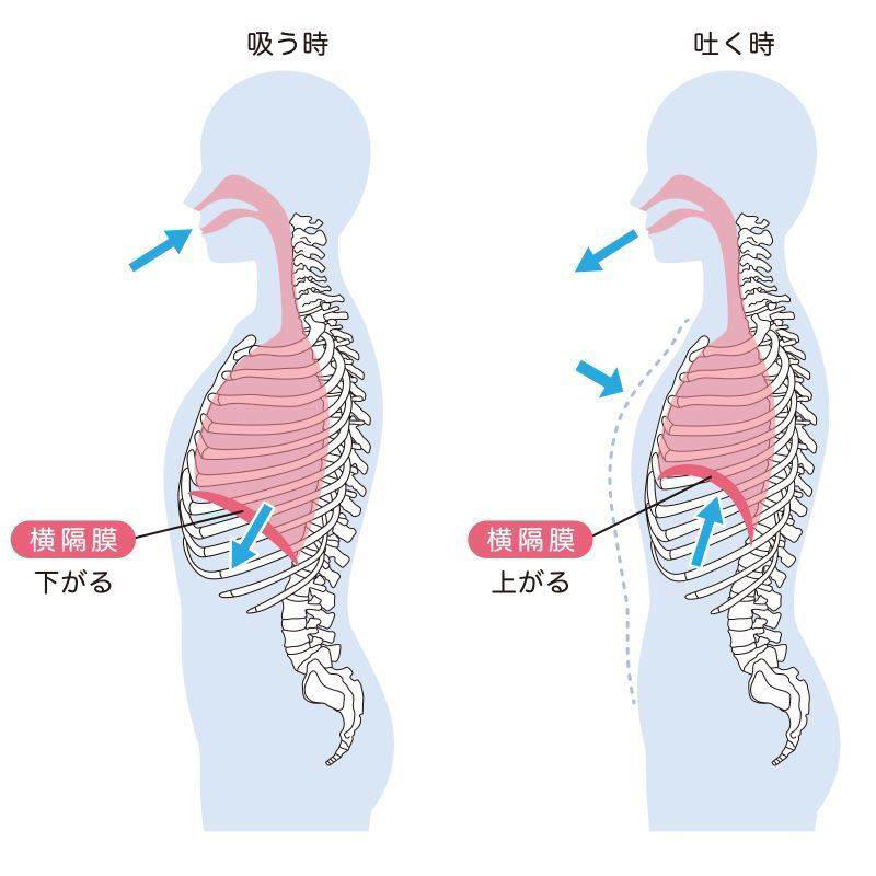 なぜ横隔膜は硬くなりやすいの？, ぽっこりお腹は「腹筋不足」だけが原因じゃない, まずは1分。横隔膜ほぐしで“呼吸が入る体”を取り戻そう, ぽっこりお腹を変えたいなら、まずは“土台の呼吸”から