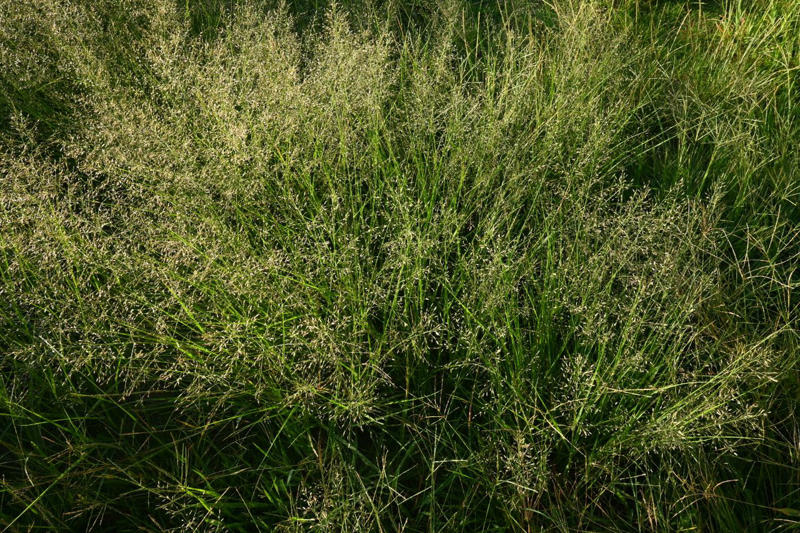 Bushy Bluestem, Lindheimer’s Muhly, Switchgrass, Inland Sea Oats, Pink Muhly Grass, Split Beard Bluestem