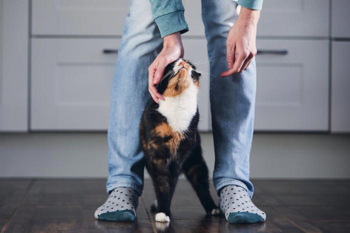 猫が飼い主の足を踏みつけてくる理由4つ, 1.安心できる場所だと感じている, 2.甘えたい気持ちを伝えている, 3.自分のにおいを重ねて安心したい, 4.通り道として自然に踏んでいる, 足を踏まれたときの受け止め方と対応
