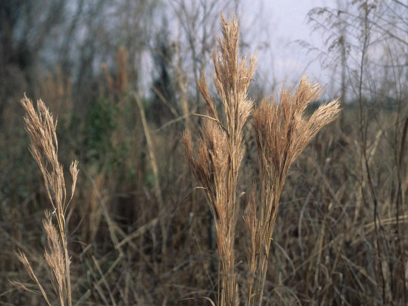 Bushy Bluestem, Lindheimer’s Muhly, Switchgrass, Inland Sea Oats, Pink Muhly Grass, Split Beard Bluestem