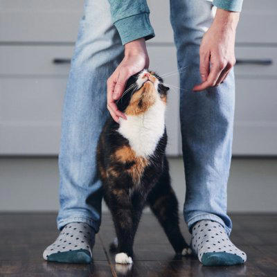 猫が飼い主の足を踏みつけてくる理由4つ, 1.安心できる場所だと感じている, 2.甘えたい気持ちを伝えている, 3.自分のにおいを重ねて安心したい, 4.通り道として自然に踏んでいる, 足を踏まれたときの受け止め方と対応