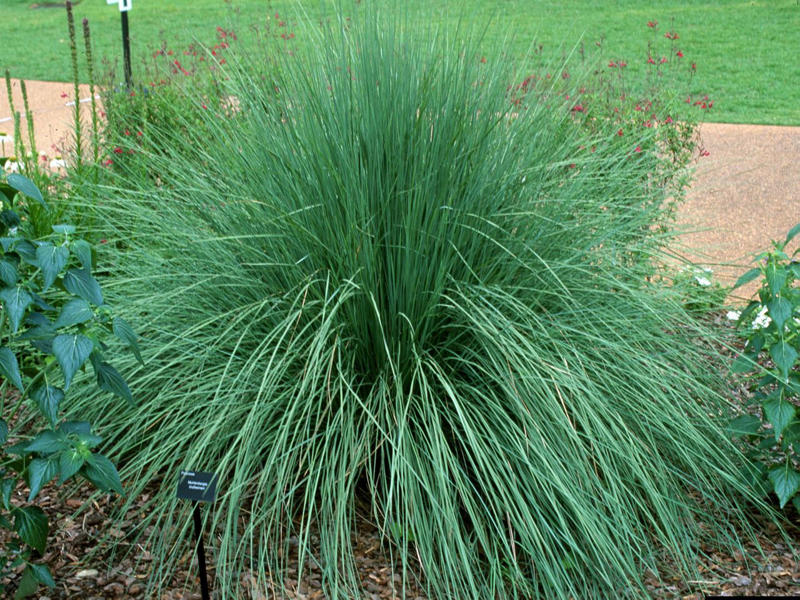 Bushy Bluestem, Lindheimer’s Muhly, Switchgrass, Inland Sea Oats, Pink Muhly Grass, Split Beard Bluestem
