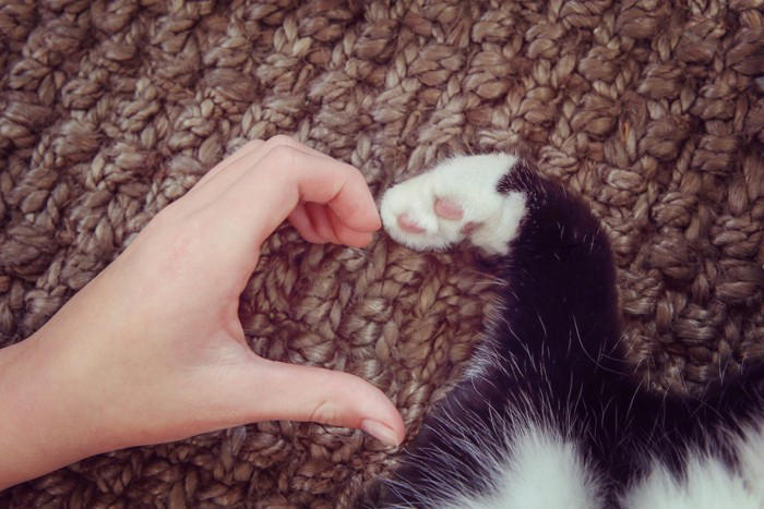 猫が飼い主の足を踏みつけてくる理由4つ, 1.安心できる場所だと感じている, 2.甘えたい気持ちを伝えている, 3.自分のにおいを重ねて安心したい, 4.通り道として自然に踏んでいる, 足を踏まれたときの受け止め方と対応