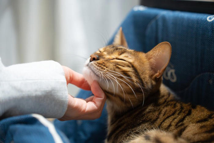猫が『頭突き』をするときの理由とは？, 1.大好きの気持ちを伝えている, 2.においをつけて「自分のもの」にしている, 3.かまってほしい・甘えたい要求のアピール, 猫が頭突きしてきたときの上手な応え方
