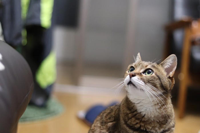 猫が「かまってほしい」ときにする5つの行動, 足元にスリスリしてくる, 2.じっと見つめてくる, 3.前足で「チョイチョイ」と触れる, 4.お腹を見せて転がる, 5.キーボードの上に乗る・作業中に割り込んでくる, 猫との絆が深まる「上手な応え方」, これは逆効果「避けるべきNG対応」