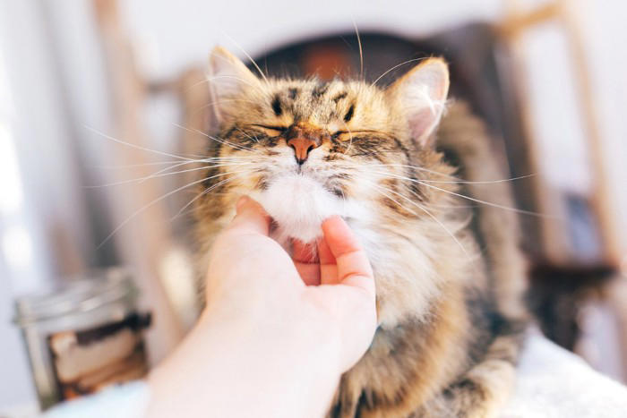 猫が「愛情不足」を感じているときの5つのサイン, 1.過剰な毛づくろい, 2.わざと困ることをする, 3.ずっと後をついてくる, 4.大きな声で鳴き続ける, 5.元気がなくなり、隠れる, サインを放置してはいけない理由, 愛猫の寂しさを解消するための方法, 1日5分でも「全力」で遊ぶ時間を作る, 名前を呼んで優しく声をかける, ブラッシングやマッサージで体に触れる, 生活環境を見直し、安心できる居場所を作る