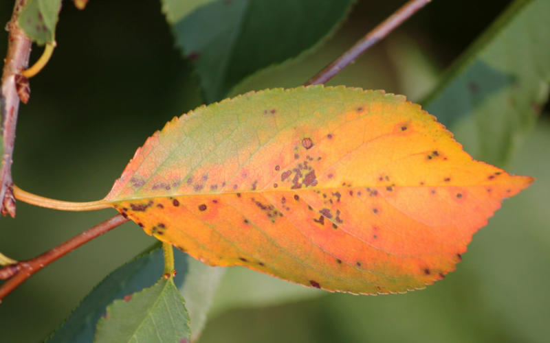 1. Why are the leaves on my rose speckled and/or black?, 2. Is there a simple winter pruning plan for an over-vigorous apple?, 3. Is this a macrophylla or paniculata hydrangea – and which pruning applies?, 4. The leaves on my cherry tree are blotched – is it leaf spot?, 5. The leaves on my acer have edge scorch – is this due to the sun, wind or watering?, 6. My potted camellia has yellowing leaves – should I re-pot or feed it?, 7. Should I prune my wisteria in summer or winter ?, 8. When should I cut back my clematis?, 9. What’s eating my viburnum leaves – beetles, aphids, or something else?, 10. Why are the leaves of my rhododendron curling and pale?