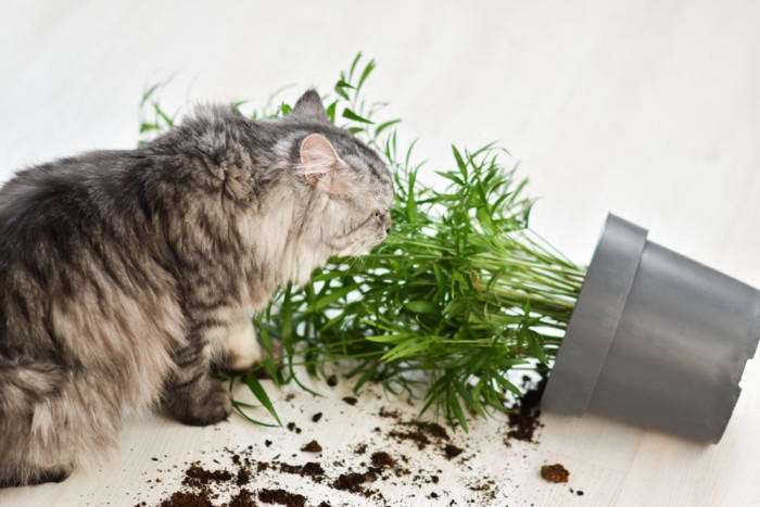 猫が「愛情不足」を感じているときの5つのサイン, 1.過剰な毛づくろい, 2.わざと困ることをする, 3.ずっと後をついてくる, 4.大きな声で鳴き続ける, 5.元気がなくなり、隠れる, サインを放置してはいけない理由, 愛猫の寂しさを解消するための方法, 1日5分でも「全力」で遊ぶ時間を作る, 名前を呼んで優しく声をかける, ブラッシングやマッサージで体に触れる, 生活環境を見直し、安心できる居場所を作る
