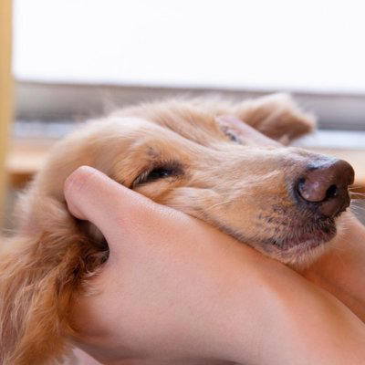 犬は飼い主に嘘をつくことがあるの？, 愛犬が隠しごとをしているときにみせる行動5つ, 1.目を合わせない・視線をそらす, 2.急にその場を離れて別の場所へ行く, 3.いつもより妙に大人しい・固まる, 4.おもちゃや別の物を持ってきて気をそらそうとする, 5.口元を舐める・あくびなどの落ち着かせ行動が増える, 信頼関係を守るための正しい対応, 現行犯でなければ叱らない, “できない環境”を作る, 望ましい行動をこまめに褒める