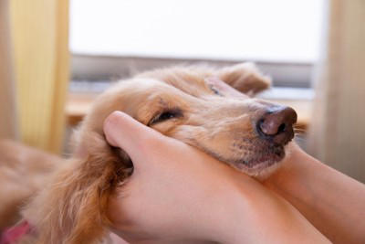 犬は飼い主に嘘をつくことがあるの？, 愛犬が隠しごとをしているときにみせる行動5つ, 1.目を合わせない・視線をそらす, 2.急にその場を離れて別の場所へ行く, 3.いつもより妙に大人しい・固まる, 4.おもちゃや別の物を持ってきて気をそらそうとする, 5.口元を舐める・あくびなどの落ち着かせ行動が増える, 信頼関係を守るための正しい対応, 現行犯でなければ叱らない, “できない環境”を作る, 望ましい行動をこまめに褒める
