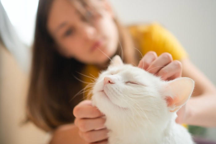 猫が絶対に触られたくない体の部位4選, 正しいスキンシップのコツ, 猫から近づいてきたときに触る, 触るなら“好きになりやすい場所”から始める, 嫌がりサインが出たらすぐやめる, 長く触りすぎず、“いいところで終わる”, 必要なケアは無理に進めず、少しずつ慣らす