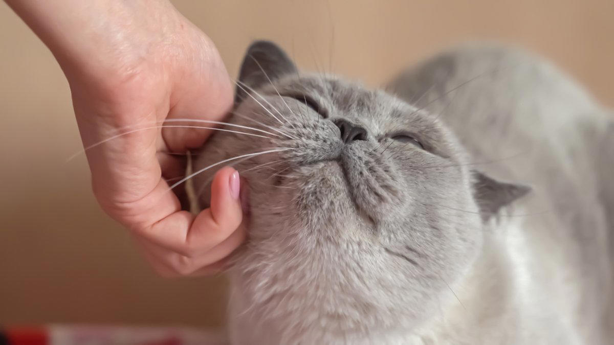 猫が「かまってほしい」ときにする5つの行動, 足元にスリスリしてくる, 2.じっと見つめてくる, 3.前足で「チョイチョイ」と触れる, 4.お腹を見せて転がる, 5.キーボードの上に乗る・作業中に割り込んでくる, 猫との絆が深まる「上手な応え方」, これは逆効果「避けるべきNG対応」