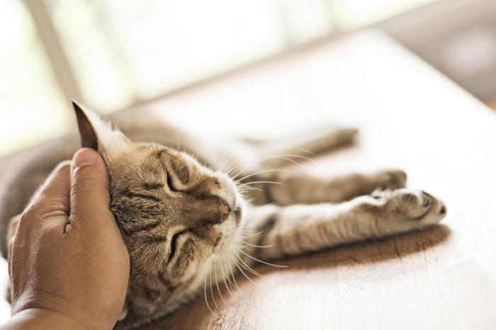 猫が絶対に触られたくない体の部位4選, 正しいスキンシップのコツ, 猫から近づいてきたときに触る, 触るなら“好きになりやすい場所”から始める, 嫌がりサインが出たらすぐやめる, 長く触りすぎず、“いいところで終わる”, 必要なケアは無理に進めず、少しずつ慣らす