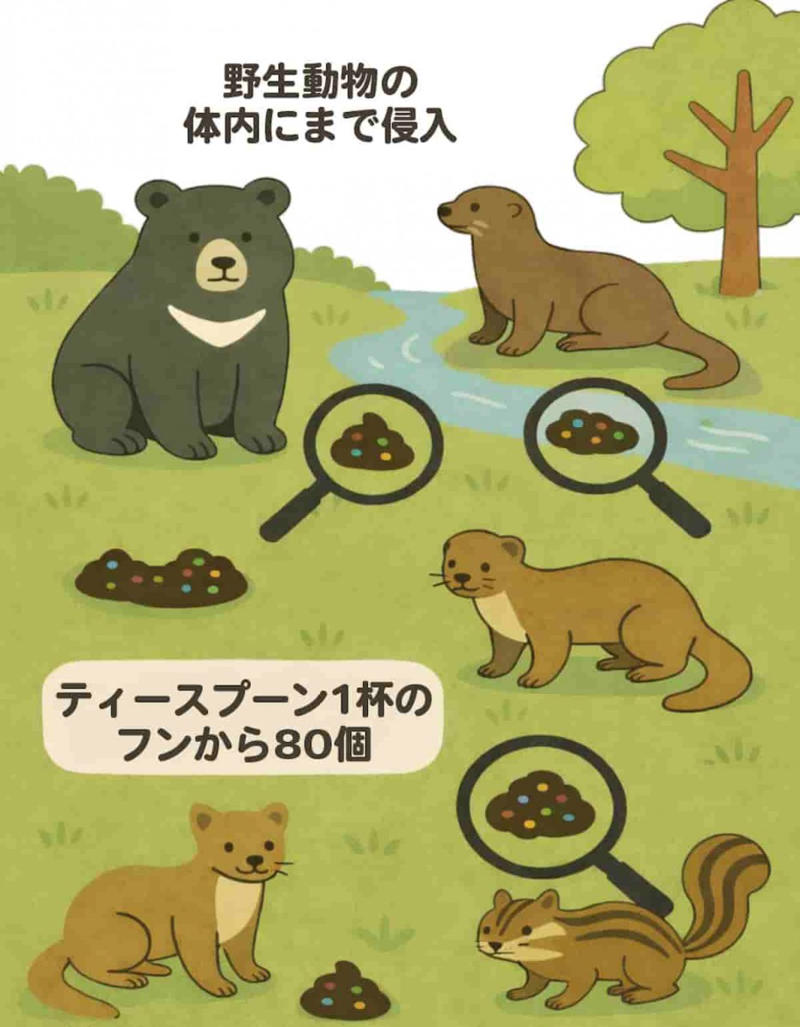 陸の野生動物のフンにもマイクロプラスチック, 山奥のごみの「出どころ」も実は私たちのすぐ近く, 驚くほど小さなマイクロプラスチックから動物の体が受ける影響, マイクロプラスチックの食物連鎖