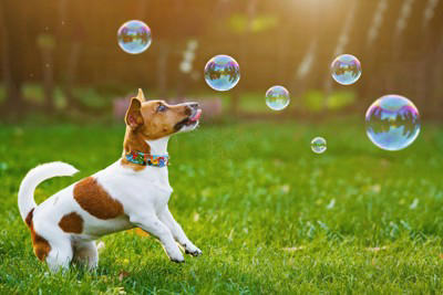 犬が『我慢』しているサイン５選, 1.あくびをする, 2.自分の体を舐めたり噛んだりする, 3.硬直して目を合わせない, 4.運動していないのに呼吸が荒くなる, 5.眉間にしわを寄せて歯をむき出す, 愛犬にストレスを溜めさせないための改善策