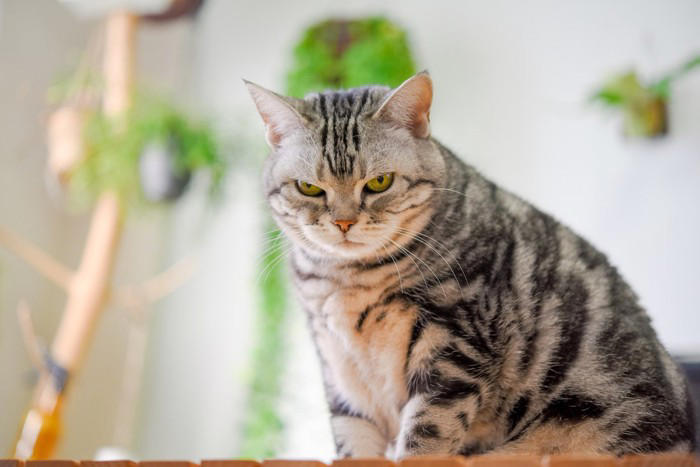 猫が嫌がるNG行為3選, 1.大きな声で叱る, 2.一方的なスキンシップ, 3.日によって構い方が変わる, 嫌な気持ちになる理由, 信頼を取り戻す方法