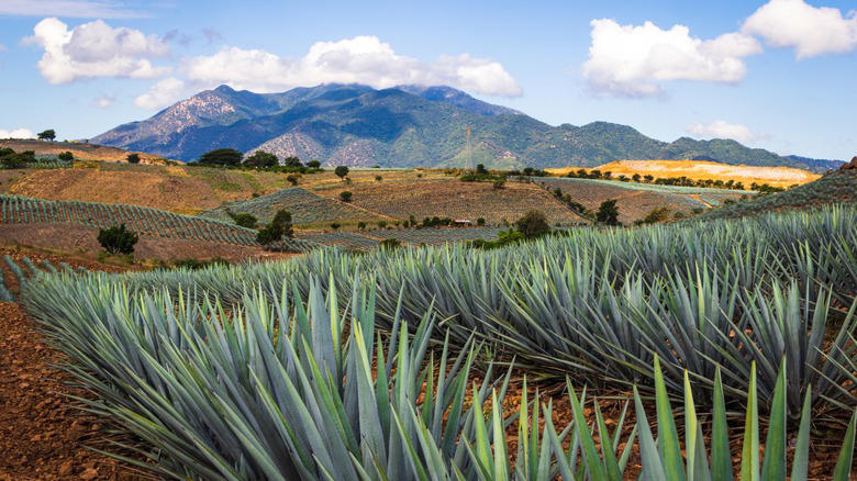 Tequila, Jalisco Cholula, Puebla, San Cristóbal de las Casas, Chiapas, Taxco, Guerrero, Todos Santos, Baja California, Izamal, Yucatán, Chiapa de Corzo, Chiapas, Tequila, Jalisco, Papantla, Veracruz, Real de Catorce, San Luis Potosí, Peña de Bernal, Querétaro