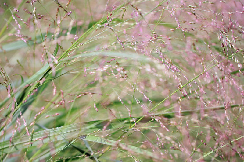 Black-eyed Susans, Ice plants, Coreopsis ‘Moonbeam’, Switchgrass