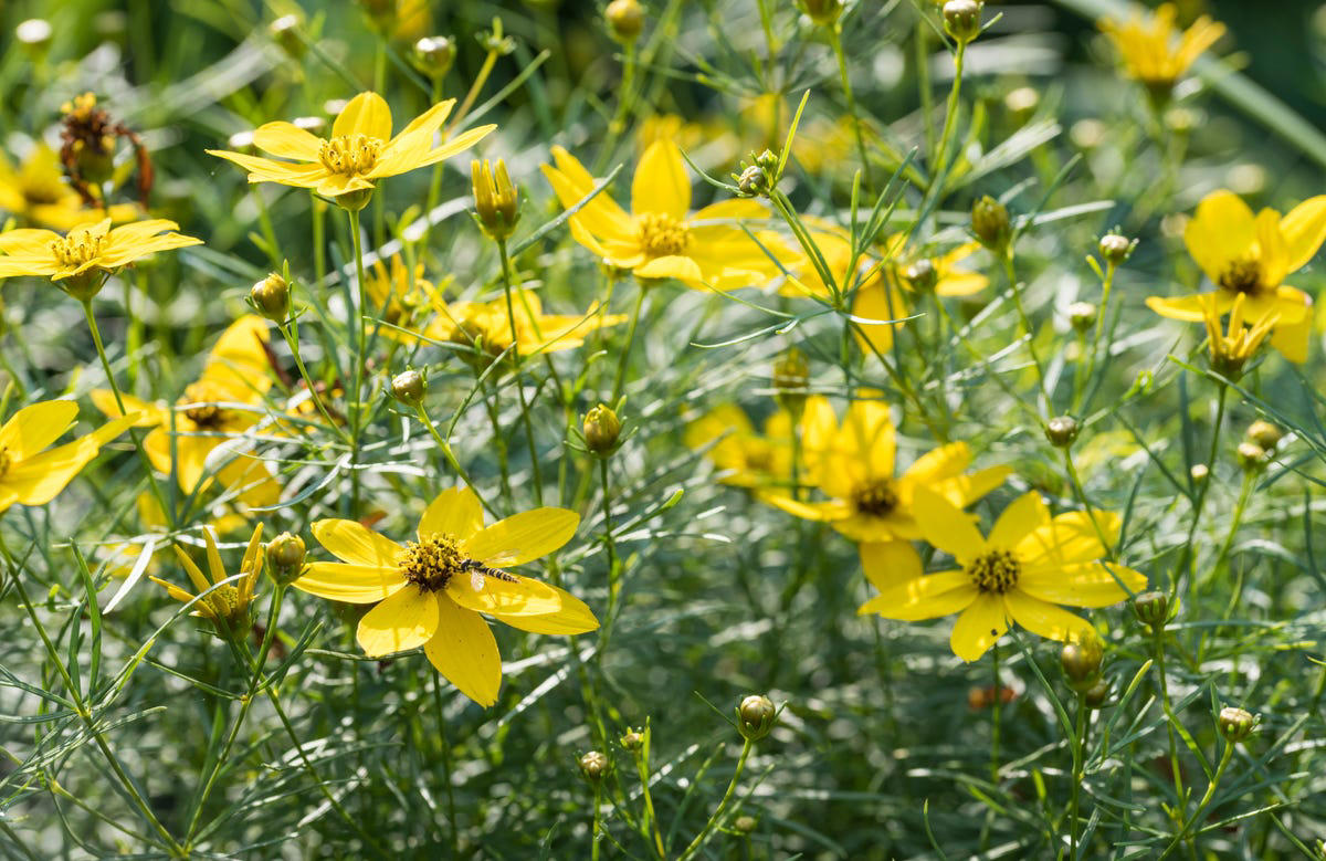 Black-eyed Susans, Ice plants, Coreopsis ‘Moonbeam’, Switchgrass