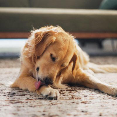 犬が『我慢』しているサイン５選, 1.あくびをする, 2.自分の体を舐めたり噛んだりする, 3.硬直して目を合わせない, 4.運動していないのに呼吸が荒くなる, 5.眉間にしわを寄せて歯をむき出す, 愛犬にストレスを溜めさせないための改善策