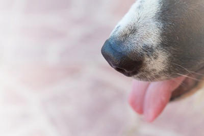 犬が『我慢』しているサイン５選, 1.あくびをする, 2.自分の体を舐めたり噛んだりする, 3.硬直して目を合わせない, 4.運動していないのに呼吸が荒くなる, 5.眉間にしわを寄せて歯をむき出す, 愛犬にストレスを溜めさせないための改善策