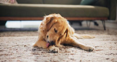 犬が『我慢』しているサイン５選, 1.あくびをする, 2.自分の体を舐めたり噛んだりする, 3.硬直して目を合わせない, 4.運動していないのに呼吸が荒くなる, 5.眉間にしわを寄せて歯をむき出す, 愛犬にストレスを溜めさせないための改善策