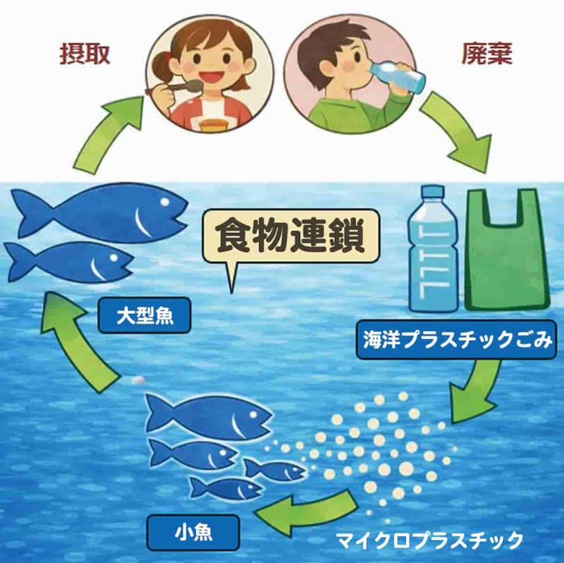 陸の野生動物のフンにもマイクロプラスチック, 山奥のごみの「出どころ」も実は私たちのすぐ近く, 驚くほど小さなマイクロプラスチックから動物の体が受ける影響, マイクロプラスチックの食物連鎖