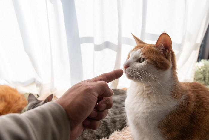 猫が嫌がるNG行為3選, 1.大きな声で叱る, 2.一方的なスキンシップ, 3.日によって構い方が変わる, 嫌な気持ちになる理由, 信頼を取り戻す方法