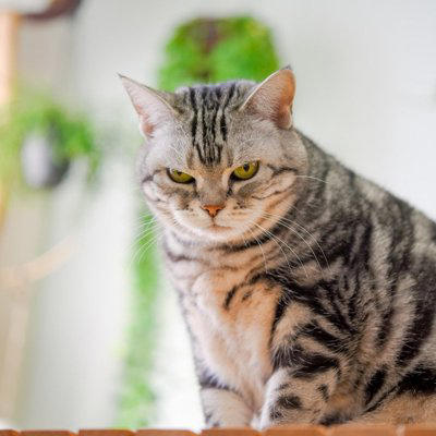 猫が嫌がるNG行為3選, 1.大きな声で叱る, 2.一方的なスキンシップ, 3.日によって構い方が変わる, 嫌な気持ちになる理由, 信頼を取り戻す方法
