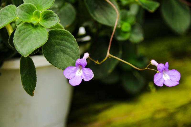 Wishbone Flower, Creeping Jenny, English Ivy, Spider Plant, Streptocarpella