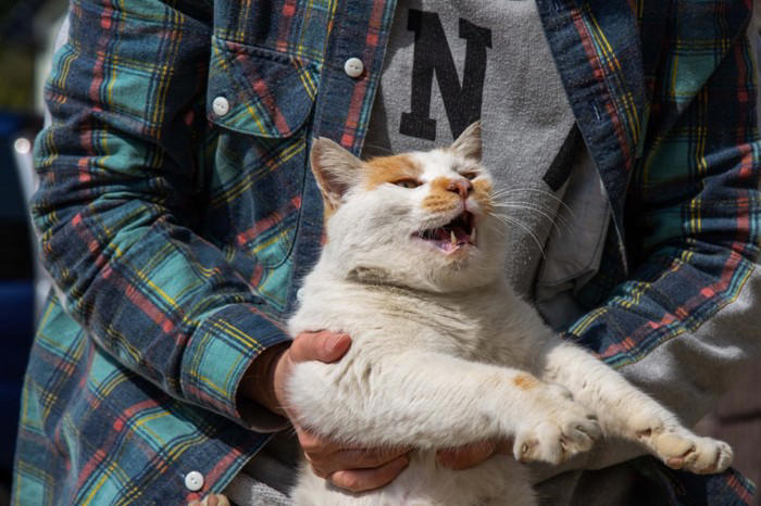 猫が「うざい」と感じる飼い主の行動5選, 1.寝ているのに無理やり起こす, 2.しつこく追いかけ回す・抱っこする, 3.大きな声や音を出す, 4.お腹など嫌がる場所を触り続ける, 5.強い香水の匂いやタバコの臭い, なぜ不快な気持ちになるの？, 猫に嫌われないための適切な接し方