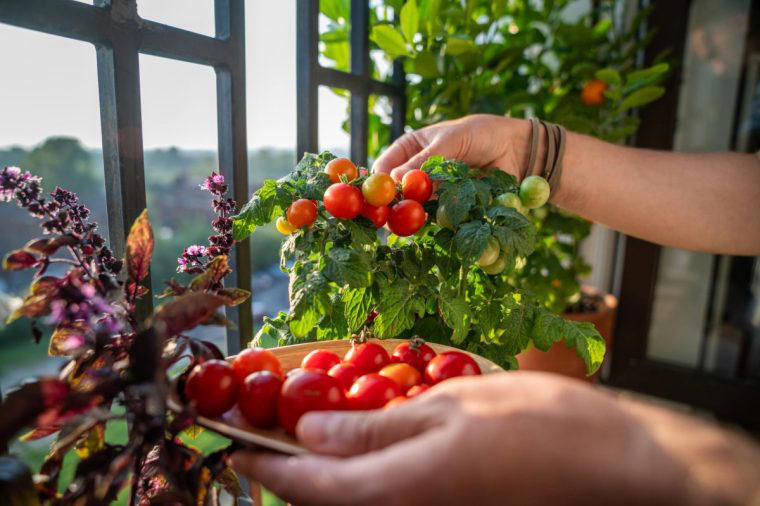 Cherish tomatoes, and grow your own Buy lettuce instead of bagged leaves, Quit fizzy water and try making Tepache instead, Try jarred peppers and aubergines instead of fresh, Cherish tomatoes, and grow your own, Make potato pie instead of steak pie, Swap cucumbers for radishes and raw courgettes, Transform chicken breast into meatballs