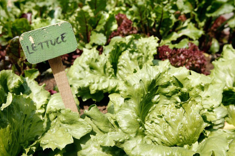 Buy lettuce instead of bagged leaves Buy lettuce instead of bagged leaves, Quit fizzy water and try making Tepache instead, Try jarred peppers and aubergines instead of fresh, Cherish tomatoes, and grow your own, Make potato pie instead of steak pie, Swap cucumbers for radishes and raw courgettes, Transform chicken breast into meatballs