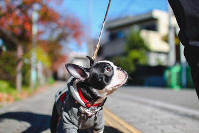 「神経質な犬」の5つの共通点, 1.物音や環境の変化に敏感, 2.警戒心が強く、慎重, 3.自分の体をよく舐める, 4.こだわりが強い, 5.しっぽが下がっている, なぜ神経質になるの？主な原因, デリケートな愛犬への「OKな対応」と「NGな対応」, 飼い主が心がけたい「心の持ちよう」