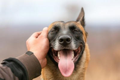 「神経質な犬」の5つの共通点, 1.物音や環境の変化に敏感, 2.警戒心が強く、慎重, 3.自分の体をよく舐める, 4.こだわりが強い, 5.しっぽが下がっている, なぜ神経質になるの？主な原因, デリケートな愛犬への「OKな対応」と「NGな対応」, 飼い主が心がけたい「心の持ちよう」