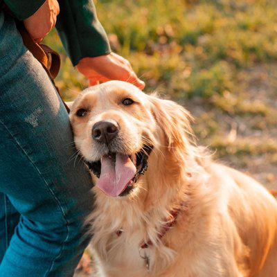 「温厚な性格」の犬種5選, 1.ゴールデン・レトリバー, 2.ラブラドール・レトリバー, 性格が良いからこそ気をつけたい注意点, 信頼関係を築くためのポイント