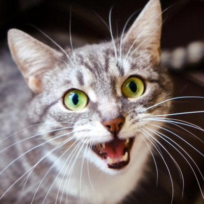 猫が鳴きながらいろいろする5つの理由, 1.注目されたい, 2.要求が満たされない, 3.ストレスを感じている, 4.甲状腺機能亢進症, 5.認知機能の低下