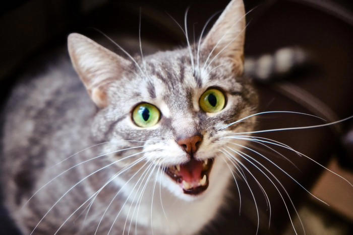 猫が鳴きながらいろいろする5つの理由, 1.注目されたい, 2.要求が満たされない, 3.ストレスを感じている, 4.甲状腺機能亢進症, 5.認知機能の低下