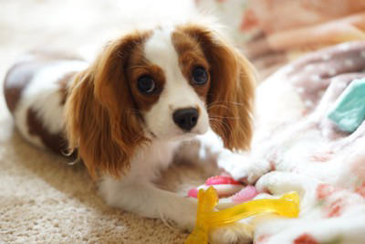 「温厚な性格」の犬種5選, 1.ゴールデン・レトリバー, 2.ラブラドール・レトリバー, 性格が良いからこそ気をつけたい注意点, 信頼関係を築くためのポイント