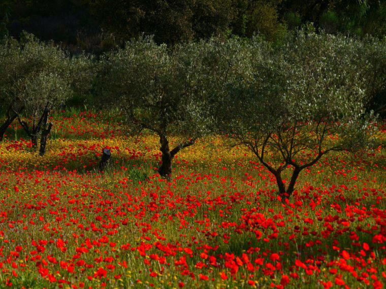 Holland’s Frisian Islands , Theme-park thrills and the Black Forest, Donkey trekking in Catalonia , Venice city break , Canoeing in Denmark , The Ionian Islands
