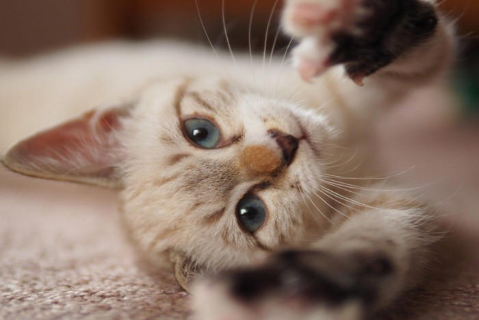 猫が見せる『あなたへの愛情度』を示す5つのサイン, 1.ゆっくりまばたきをする, 2.体をこすりつけてくる, 3.お腹を見せてくる, 4.あとをついてくる, 5.近くでくつろぐ, 絆を深めるためにできる接し方