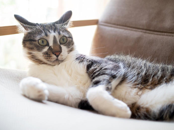 猫が「不安な気持ち」になっているときのサイン5選, 1.耳が横に寝ている, 2.しっぽを足の間に巻き込む, 3.いつもより低い声で鳴き続ける, 4.過剰に体をなめる, 5.物陰に隠れて出てこない, なぜ不安になるの？考えられる主な原因, 愛猫を落ち着かせるためのポイント