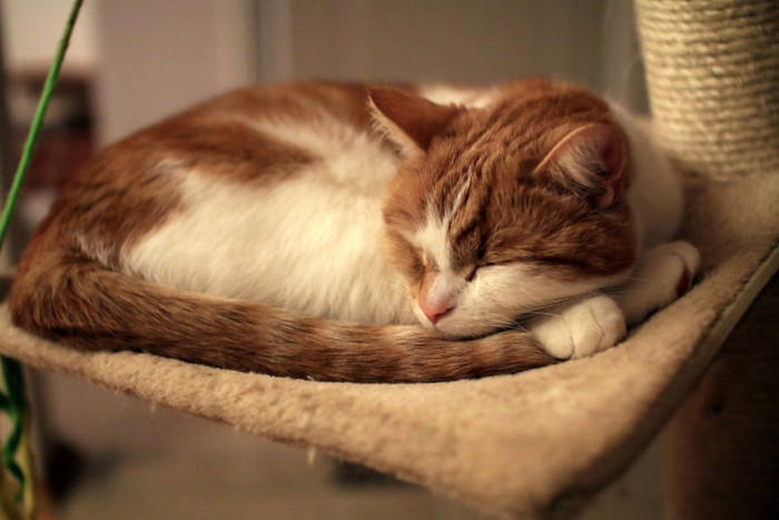 猫が「不安な気持ち」になっているときのサイン5選, 1.耳が横に寝ている, 2.しっぽを足の間に巻き込む, 3.いつもより低い声で鳴き続ける, 4.過剰に体をなめる, 5.物陰に隠れて出てこない, なぜ不安になるの？考えられる主な原因, 愛猫を落ち着かせるためのポイント