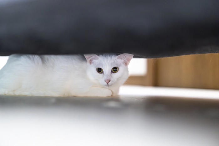 猫が「不安な気持ち」になっているときのサイン5選, 1.耳が横に寝ている, 2.しっぽを足の間に巻き込む, 3.いつもより低い声で鳴き続ける, 4.過剰に体をなめる, 5.物陰に隠れて出てこない, なぜ不安になるの？考えられる主な原因, 愛猫を落ち着かせるためのポイント