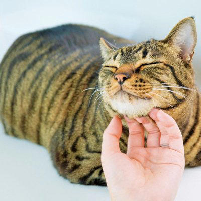 猫が見せる『あなたへの愛情度』を示す5つのサイン, 1.ゆっくりまばたきをする, 2.体をこすりつけてくる, 3.お腹を見せてくる, 4.あとをついてくる, 5.近くでくつろぐ, 絆を深めるためにできる接し方