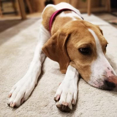 犬の『ストレスが溜まりすぎている』サイン５選, 1.問題行動があからさまに悪化する, 2.異常なほど常同行動を繰り返す, 3.1日中、動かずに無気力状態, 4.異様な様子で部屋の中を走り回る, 5.嘔吐や下痢など身体的症状が現れる, 愛犬が限界を迎えているときに飼い主がすべき対応, まずはストレス源を探ろう, ストレスの原因ごとに適切な対処を