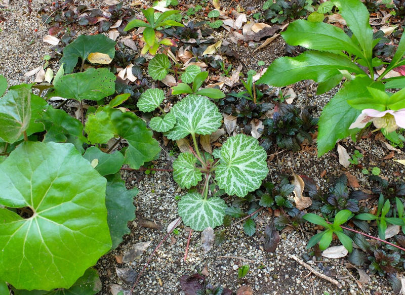 この記事で紹介する「植えてよかった」日なた＆半日陰の庭のグランドカバー4つ, うちの庭に植えてよかった！日なた＆半日陰ですくすく育つ「グランドカバー」植物4つ, 【半日陰編】今年もきれいな花をたくさん咲かせた「アジュガ」, 【半日陰編】丸い葉と葉脈が美しい「ユキノシタ」, 【半日陰編】ツヤツヤの大きな葉の存在感！「ツワブキ」, 【日なた編】花壇を超えて大きく広がった「スイートアリッサム」, 【ガーデニング豆知識】日なた、日陰、半日陰、明るい日陰とは？