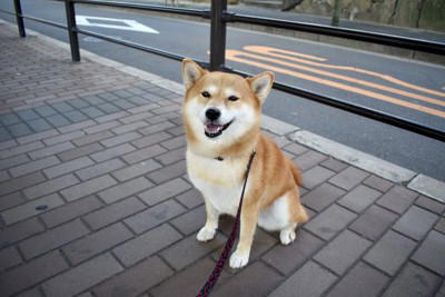 犬が外で歩いてくれない心理, 1.ハーネスやリードを付けることが嫌, 2.外の環境に対する不安や恐怖がある, 3.テリトリーから外れてしまった, スムーズにお散歩させるための対処法